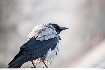 Raven after an aqueous treatment. Wet bird.