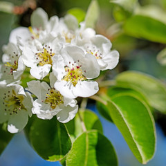 Fototapeta premium Blühende Birne, Pyrus