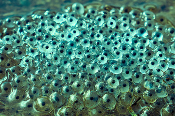 Caviar frogs in the water close up