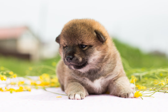 Portrait of cute two weeks old puppy breed shiba inu sitting on the table in the buttercup meadow