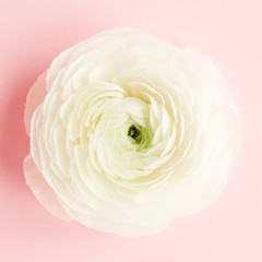 Bud buttercup flowers ranunculus  isolated on pink background