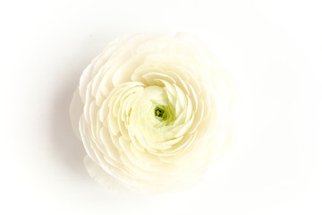 Bud buttercup flowers ranunculus  isolated on white background