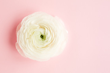 Bud buttercup flowers ranunculus  isolated on pink background - obrazy, fototapety, plakaty