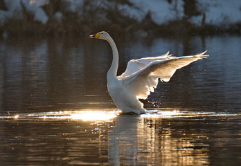 Naklejka premium Russia. Altai territory. Protected freezing lake near the village of harvest in which live year-round wild swans and ducks.