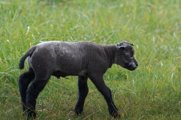 junges schwarzes Schaf auf Texel