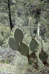 Prickly Pear Cactus