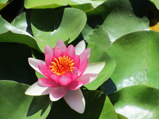 Closeup of Pink lotus. Nelumbo nucifera, also known as Indian lotus, sacred lotus
