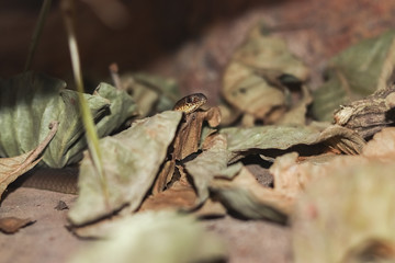 Art of camouflage by a baby snake
