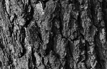 bark of a tree, береза, кора, черно-белое,текстура, дерево