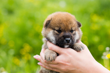 Close-up Portrait of cute two weeks old shiba inu puppy in the hands of the owner in the buttercup meadow