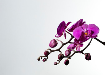 branch of purple orchids