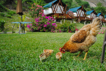 Chicken getting food in the camp