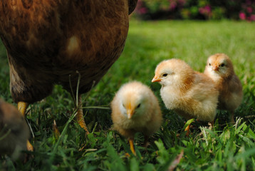 small chiken near to their mother in a grass field