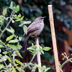 Arrow marked Babbler, Harare, Zimbabwe