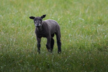 junges schwarzes Schaf auf Texel