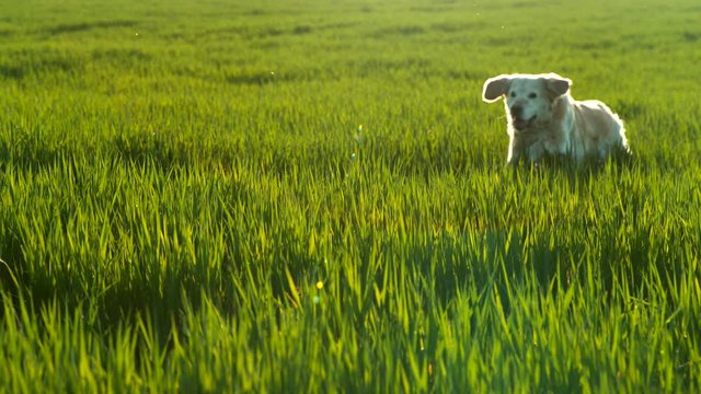 Super slow motion of running dog in the meadow, facing camera. Filmed on high speed cinema camera, 1000 fps.