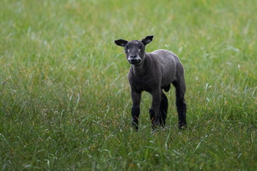 Obraz premium junges schwarzes Schaf auf Texel