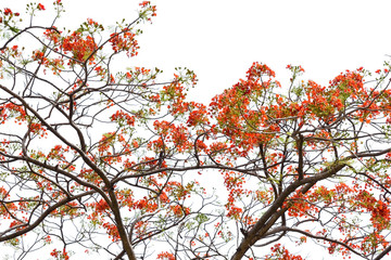 tree branch silhouette photography , white background