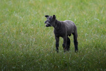 junges schwarzes Schaf auf Texel