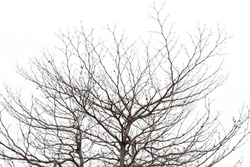 Fototapeta na wymiar tree branch silhouette photography , white background