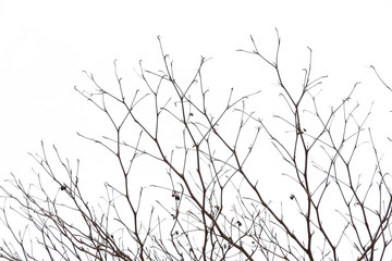 tree branch silhouette photography , white background