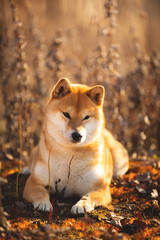 Cute red Shiba inu dog lying in the field at golden sunset