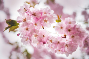 Obraz premium Spring cherry blossoms in the city garden