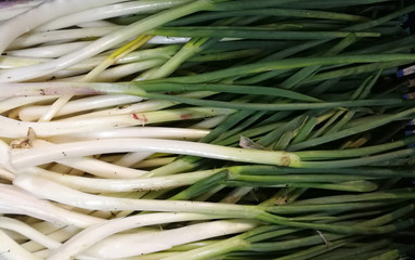 Onion on branch, fresh and healthy