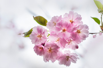 Spring cherry blossoms in the city garden