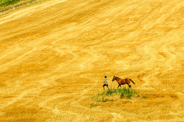 Obraz premium Young horse with his trainer 
