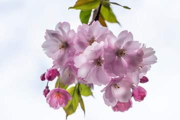 Obraz premium Spring cherry blossoms in the city garden