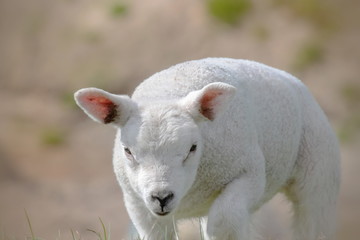 ein junges weißes Schaf von Texel