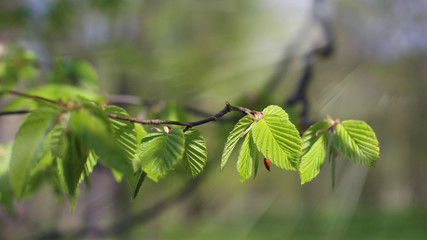Young leaves of common hornbeam with sun rays in spring forest
