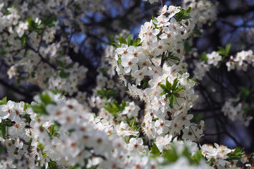 Spring flowering tree as background, texture or pattern