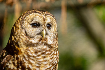 great horned owl