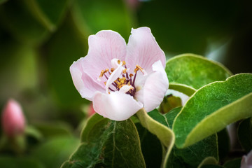 Blossom of quince or cydonia oblonga in a spring