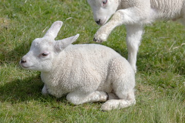 Naklejka na ściany i meble zwei weiße junge Schafe auf Texel
