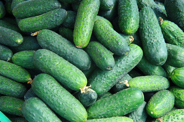 Ripe fresh cucumbers as background