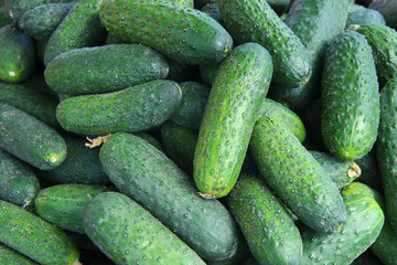 Organic background made of fresh ripe cucumbers