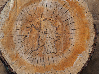 Cutting a tree trunk as a texture, background and pattern
