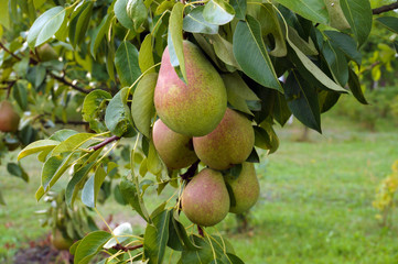 Large pears hanging from heavy branches. Fertile autumn in the orchard.