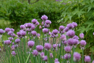 purple flowers in the garden