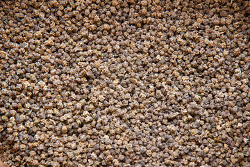 Seeds of sugar beet for sowing fields