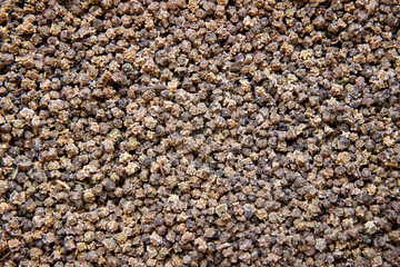 Background of sugar beet seeds