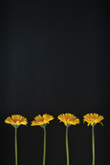 Gerbera flowers isolated against a blackboard with copy space
