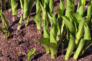 Spring. Hosta is a genus of plants commonly known as hostas, plantain lilies (in Britain) and occasionally by the Japanese name giboshi.