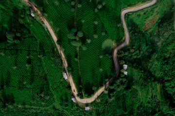 Tea leaves plantation with a road at morning time