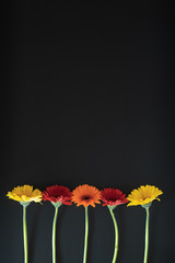Gerbera flowers isolated against a blackboard with copy space
