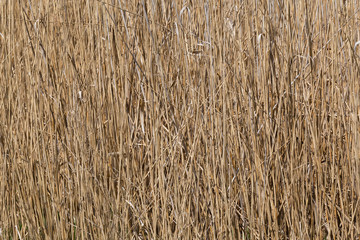 close up of dry reed at riverside