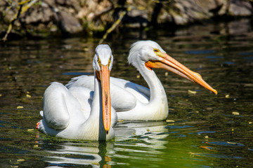 reat white pelican,Pelecanus onocrotalus, eastern white pelican, rosy pelican or white pelican is a bird in the pelican family summer